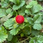 Potentilla indica Frukto