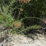 Keckiella ternata Агульны выгляд