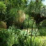 Cyperus papyrus Levél