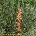 Orobanche artemisiae-campestris Агульны выгляд