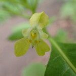 Impatiens parvifloraFlower