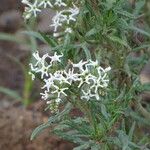 Heliotropium longiflorum Fleur