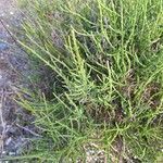 Salicornia fruticosa Leaf
