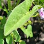 Ipomoea biflora Deilen