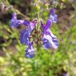 Salvia africana-caerulea Flower