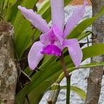 Cattleya intermedia Květ