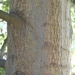 Quercus affinis പുറംതൊലി
