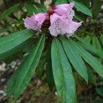 Rhododendron pachytrichum Λουλούδι