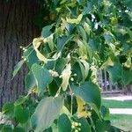 Tilia cordata Leaf