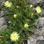 Hieracium intybaceum Цвят