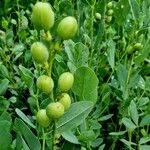 Baptisia sphaerocarpa Gyümölcs