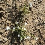 Cryptantha clevelandii Flor