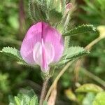 Ononis spinosa Flower