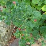 Malvaviscus arboreus Leaf