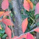 Photinia villosa Rusca