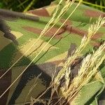 Calamagrostis canescens Fruit