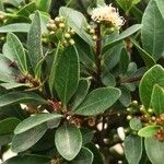 Syzygium buxifolium 叶