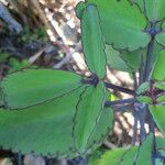 Kalanchoe pinnata Outro