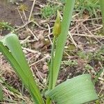 Allium canadense Blad