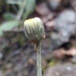 Hieracium pilosella 花