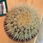 Ferocactus cylindraceus Blad