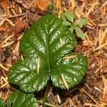 Rubus nivalis Foglia