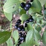 Rhamnus cathartica Фрукт