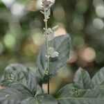 Angostura granulosa Hoja