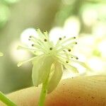 Hypserpa vieillardii Flower