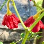 Capsicum baccatum Plod