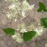 Clematis vitalbaLorea