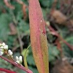 Persicaria mitis ഇല