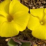 Oxalis luteola