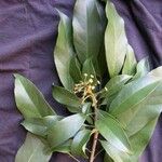 Dendropanax cuneatus Hoja