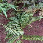 Cyathea atrovirens Liść