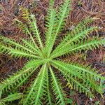 Cirsium jorullense Feuille