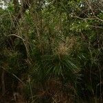 Lomandra insularis Costuma