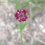 Polygala longicaulis Flower