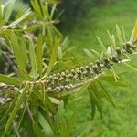 Melaleuca viminalis Flower