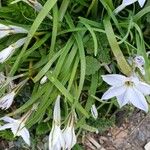 Ipheion uniflorum Folla