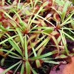 Drosera capensis Blad