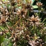 Juncus pygmaeus Fruit