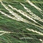 Thinopyrum junceum Іншае