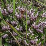 Erica vagans Elinympäristö