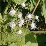 Chromolaena odorata Flor