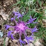 Cyanus triumfettii Flower