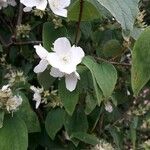 Philadelphus coronariusЦвят