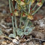 Eriogonum nidularium Alkat (teljes növény)
