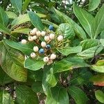 Viburnum nudum Fruit