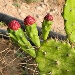 Opuntia maxima Diğer